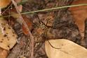 Leucage_granulata_D7704_Z_89_The Gap_Australie